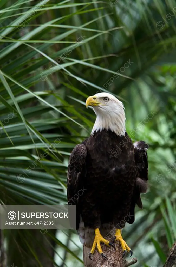Southern Bald Eagle (Haliaeetus Leucocephalus)