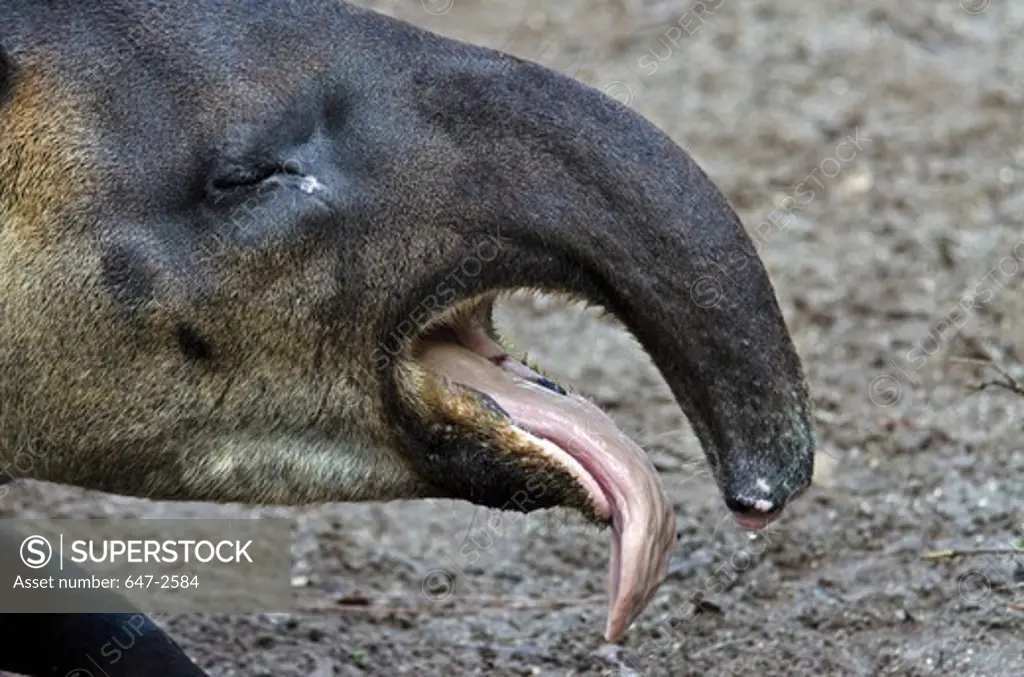 Baird's Tapir (Tapirus Bairdi)