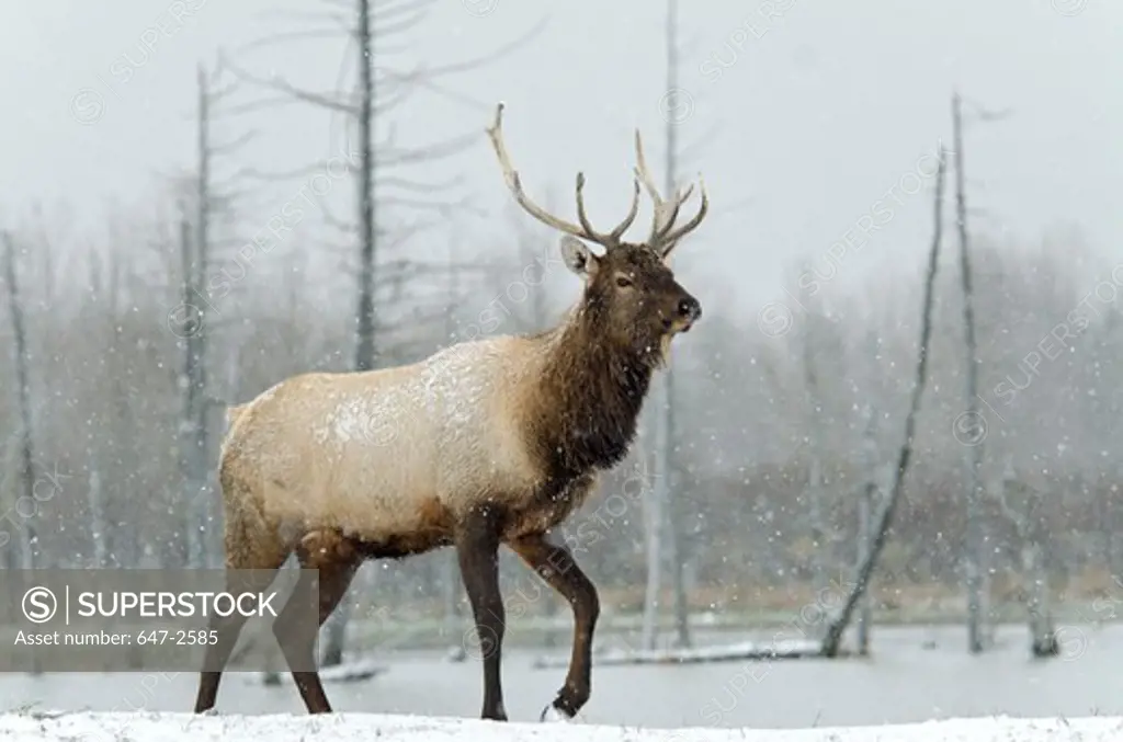 USA, Alaska, Alaska Wildlife Conservation Center, Elk (Cervus Elaphus)