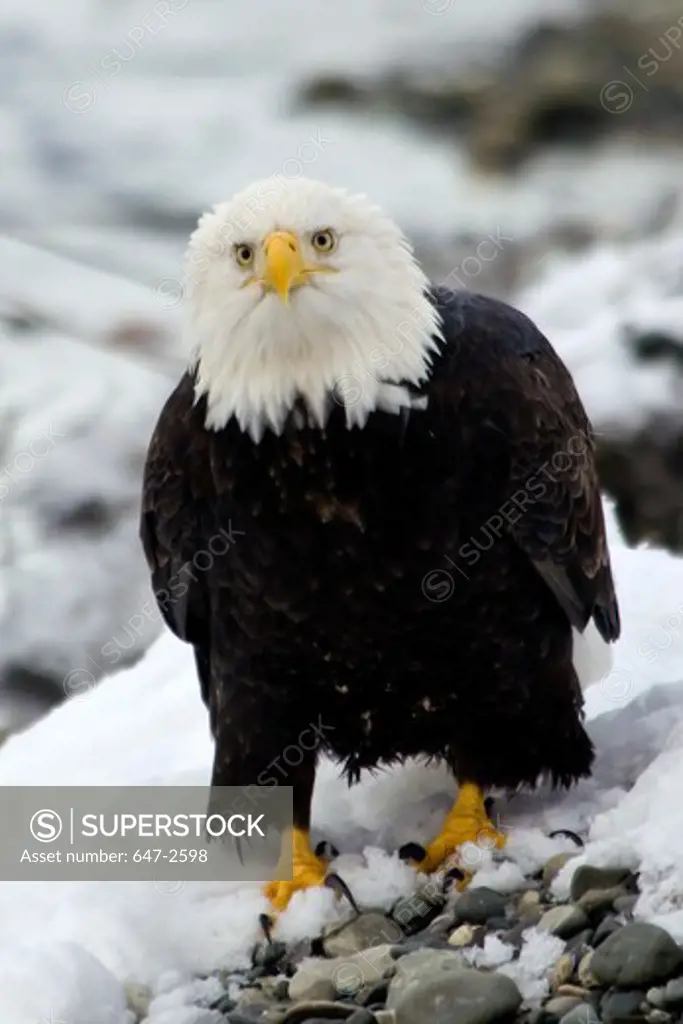 USA, Alaska, Chilkat Bald Eagle Preserve, Bald Eagle (Haliaeetus Leucocephalus)