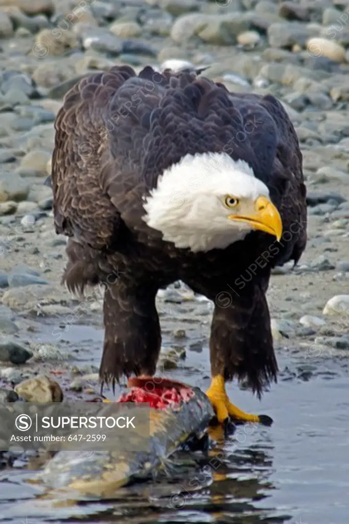 USA, Alaska, Chilkat Bald Eagle Preserve, Bald Eagle (Haliaeetus Leucocephalus)