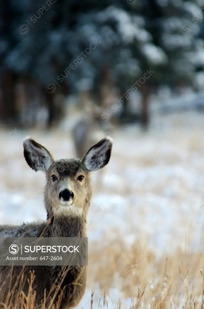 Canada, Yukon Wildlife Preserve, Mule Deer (Odocoileus Hemionus)