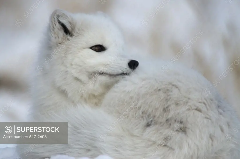 Yukon, Arctic Fox (Alopex Lagopus) In white Winter phase