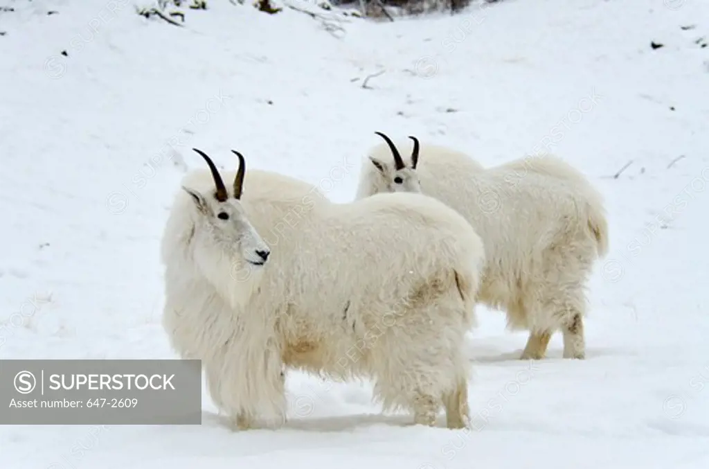 Canada, Yukon, Mountain Goats (Oreamnos Americanus)