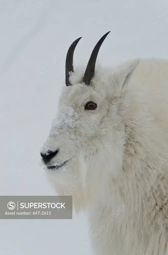 Canada, Yukon, Mountain Goats (Oreamnos Americanus)