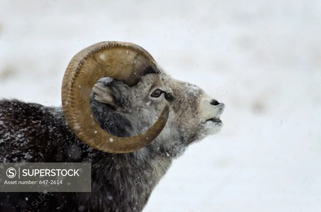 Canada, Yukon Wildlife Preserve, Stone Sheep (Ovis Dalli Stonei)