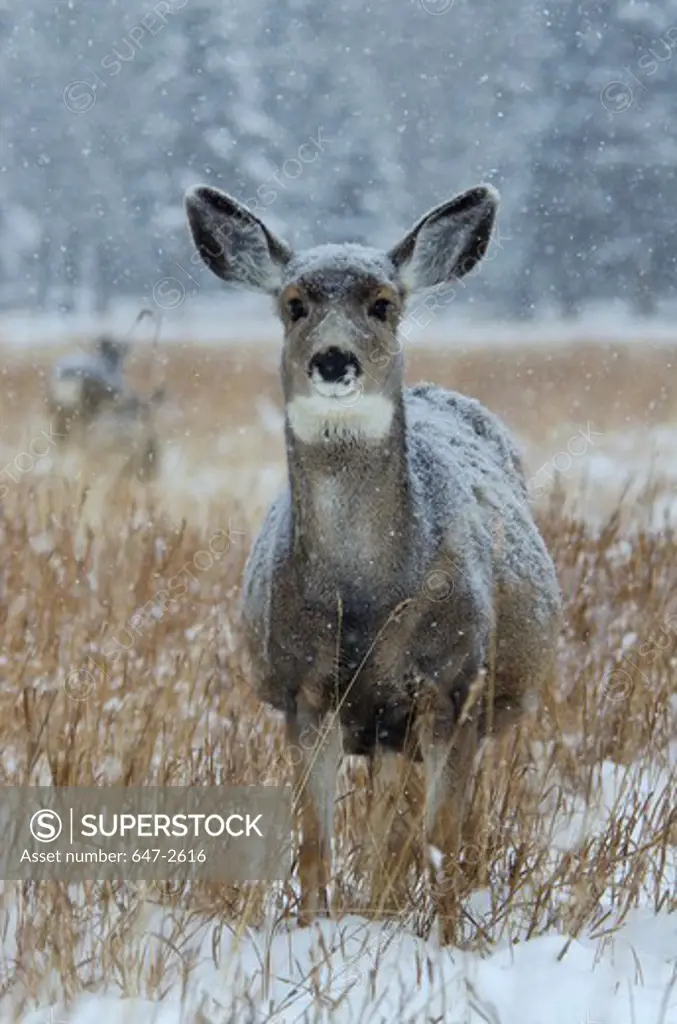 Canada, Yukon Wildlife Preserve, Mule Deer (Odocoileus Hemionus)