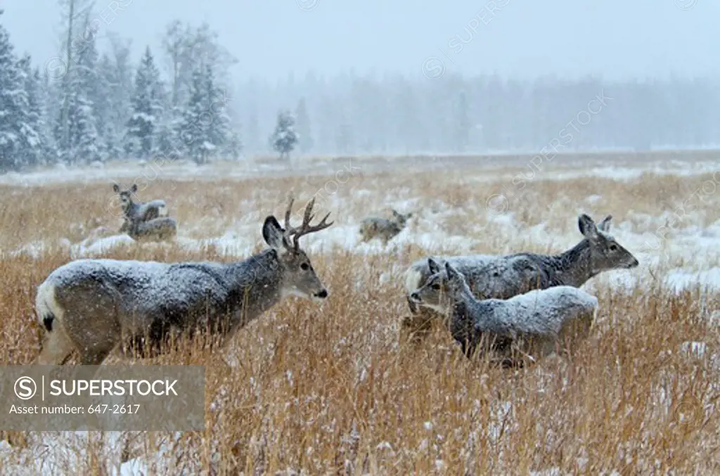 Canada, Yukon Wildlife Preserve, Mule Deer (Odocoileus Hemionus) herd