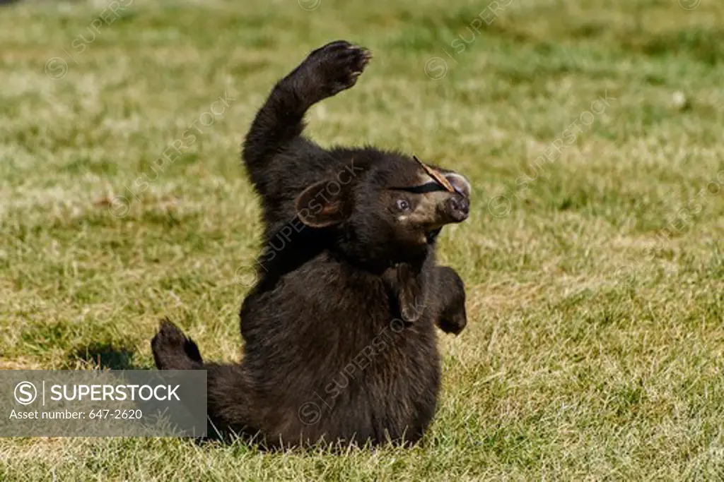 Brown Bear (Ursus Arctos) cub on grass