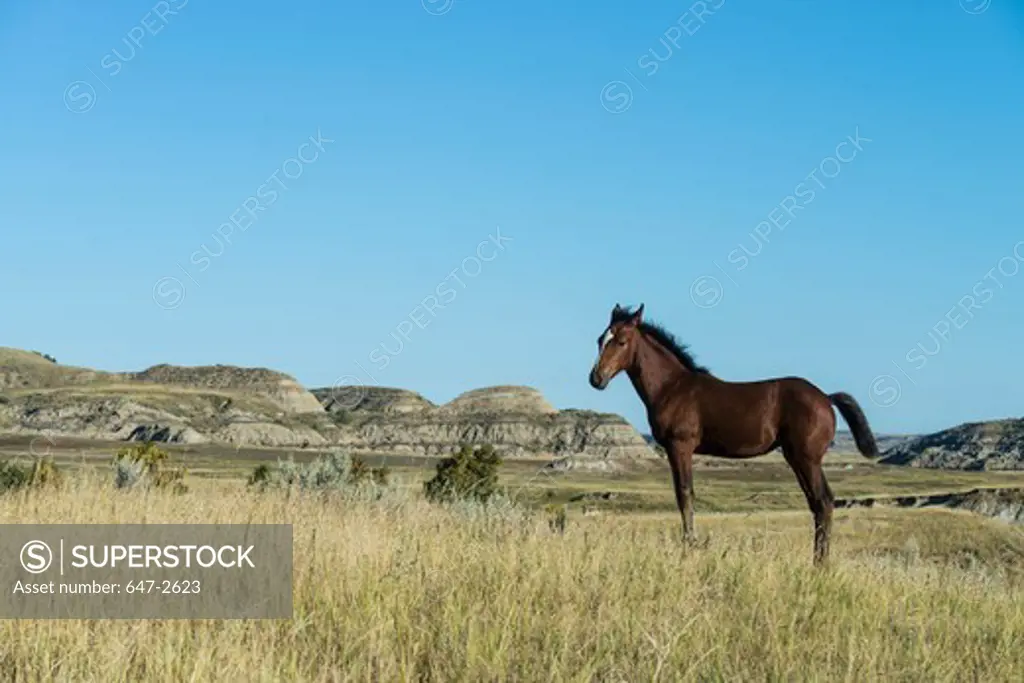 Wild Horse (Equus ferus) standing in a field, Theodore Roosevelt National Park, North Dakota, USA