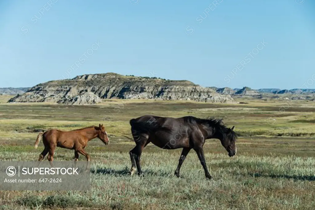 Two Wild Horses (Equus ferus) walking in a field, Theodore Roosevelt National Park, North Dakota, USA