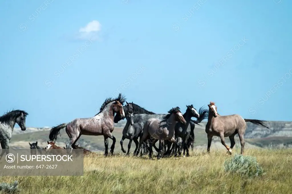Herd of Wild Horses (Equus ferus) standing in a field, Theodore Roosevelt National Park, North Dakota, USA