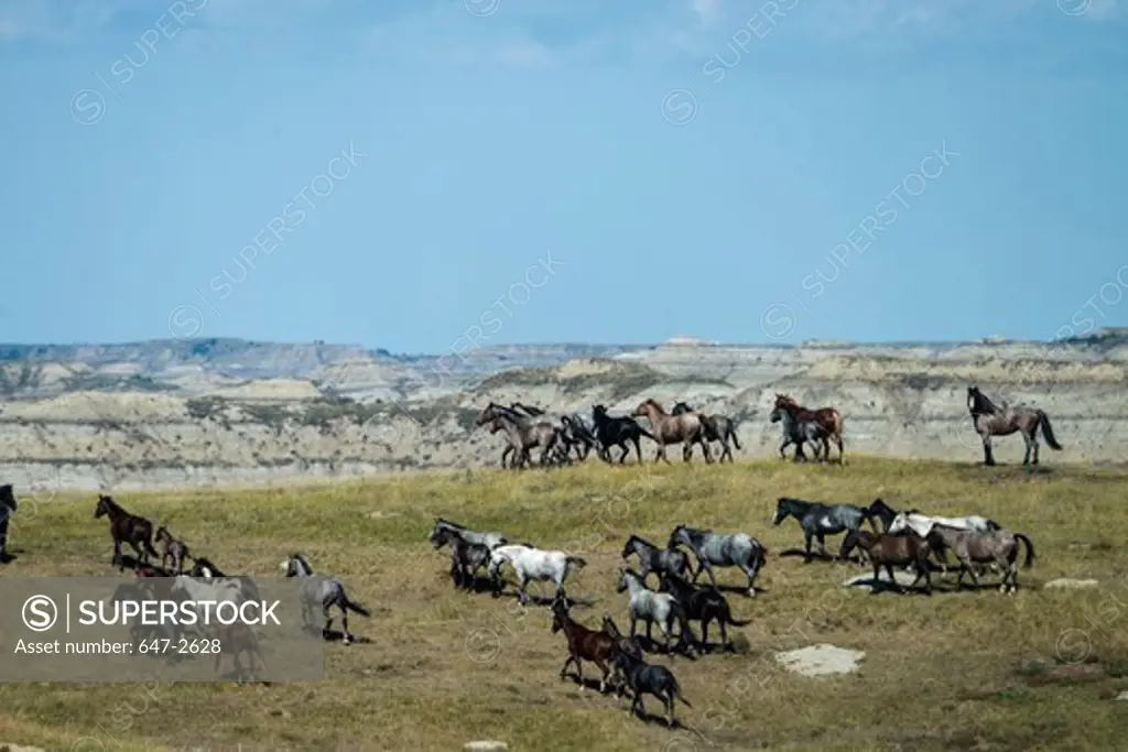 Herd of Wild Horses (Equus ferus) in a field, Theodore Roosevelt National Park, North Dakota, USA