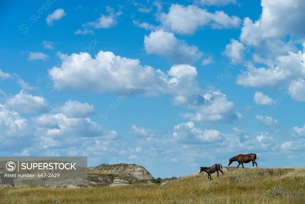 Two Wild Horses (Equus ferus) in a field, Theodore Roosevelt National Park, North Dakota, USA