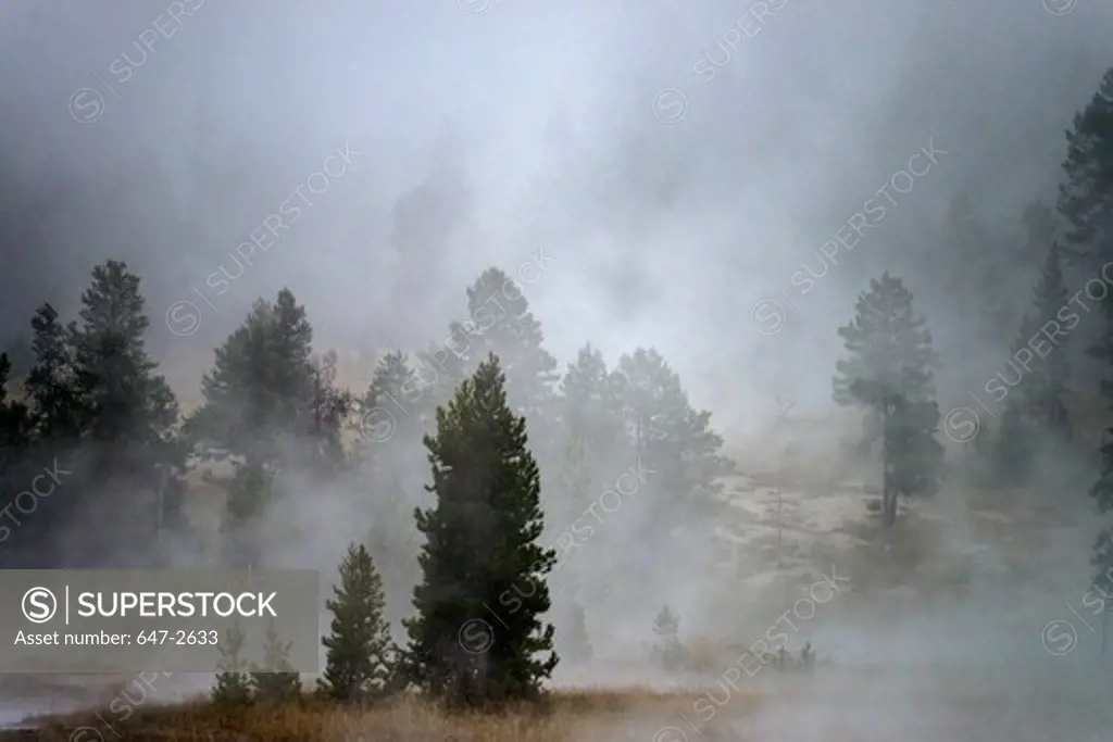 Steam from various geysers and thermal pools, Upper Geyser Basin, Yellowstone National Park, Wyoming, USA