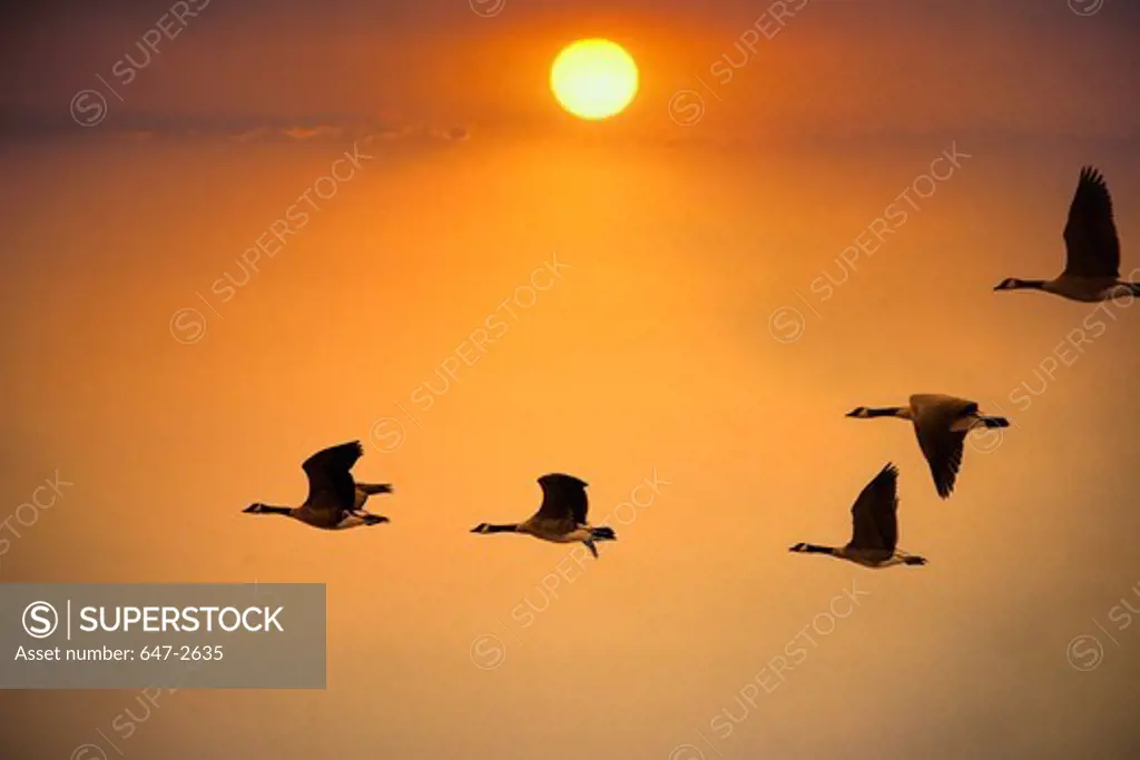 Canada geese (Branta canadensis) flying at sunset, Yellowstone National Park, Wyoming, USA