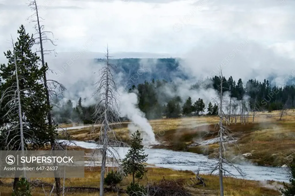 Steam from various geysers and thermal pools, Upper Geyser Basin, Yellowstone National Park, Wyoming, USA