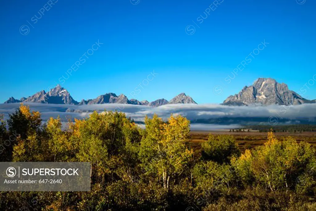 Trees in autumn with Grand Teton Mountains in background, Grand Teton National Park, Wyoming, USA