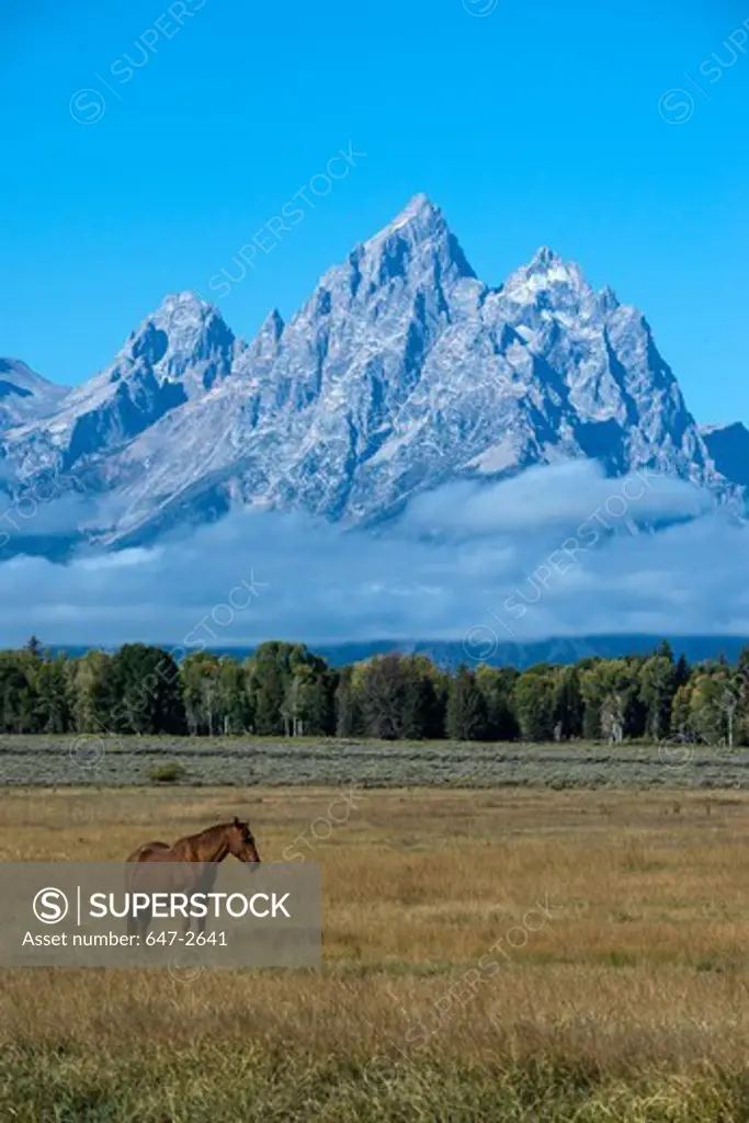 Brown horse with Grand Teton Mountains in background, Grand Teton National Park, Wyoming, USA