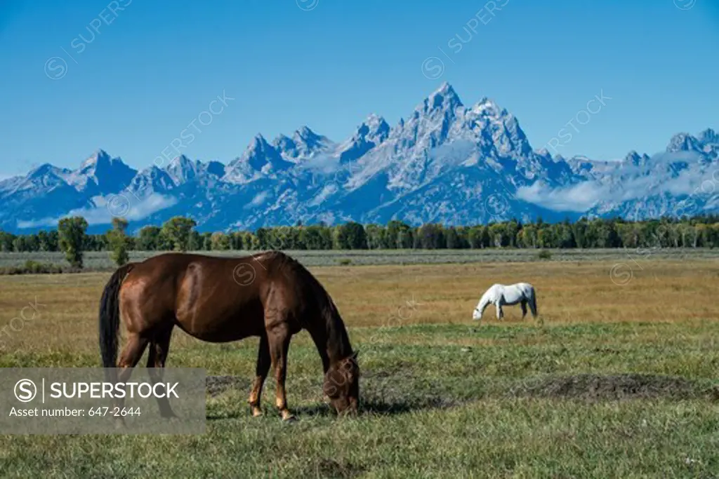 Two horses grazing with Grand Teton Mountains in background, Grand Teton National Park, Wyoming, USA