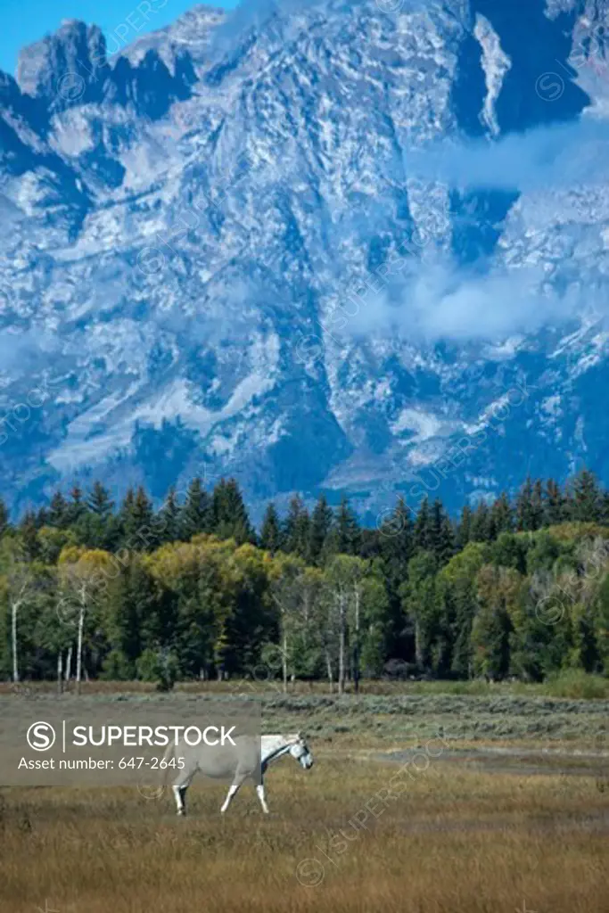 White horse with Grand Teton Mountains in background, Grand Teton National Park, Wyoming, USA