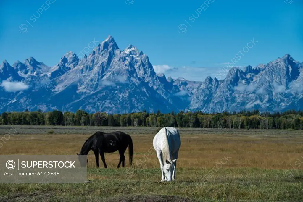 Two horses grazing with Grand Teton Mountains in background, Grand Teton National Park, Wyoming, USA