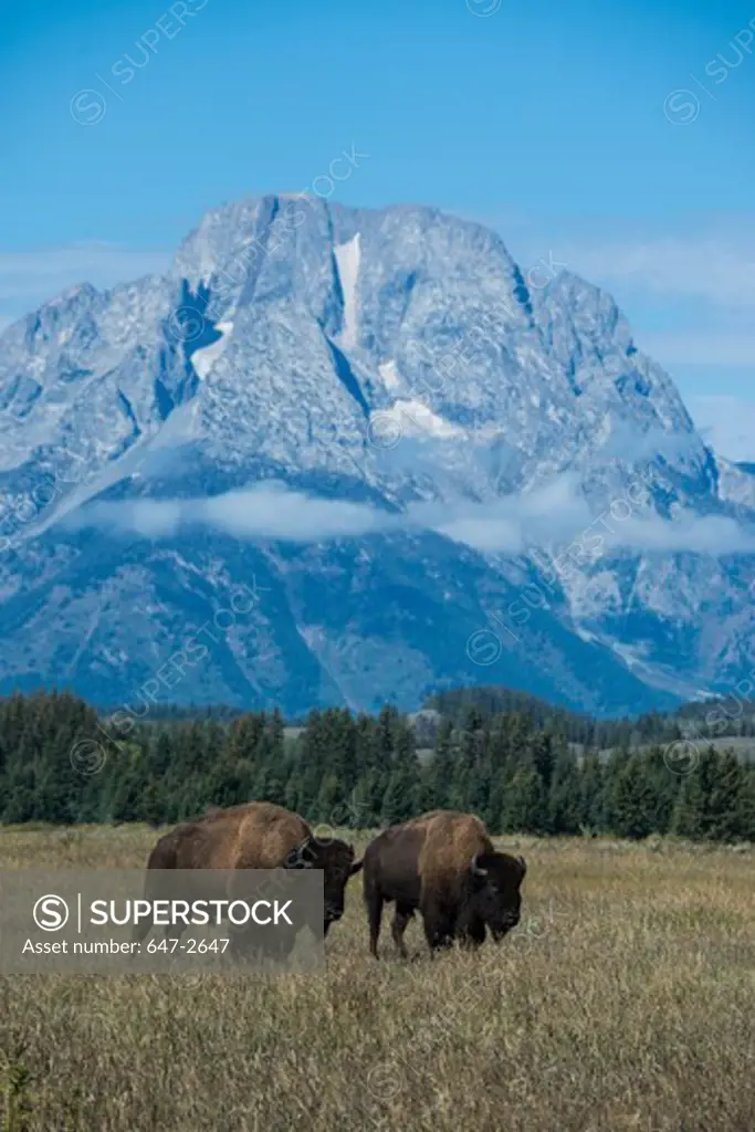 Bisons with Grand Teton Mountains in background, Grand Teton National Park, Wyoming, USA