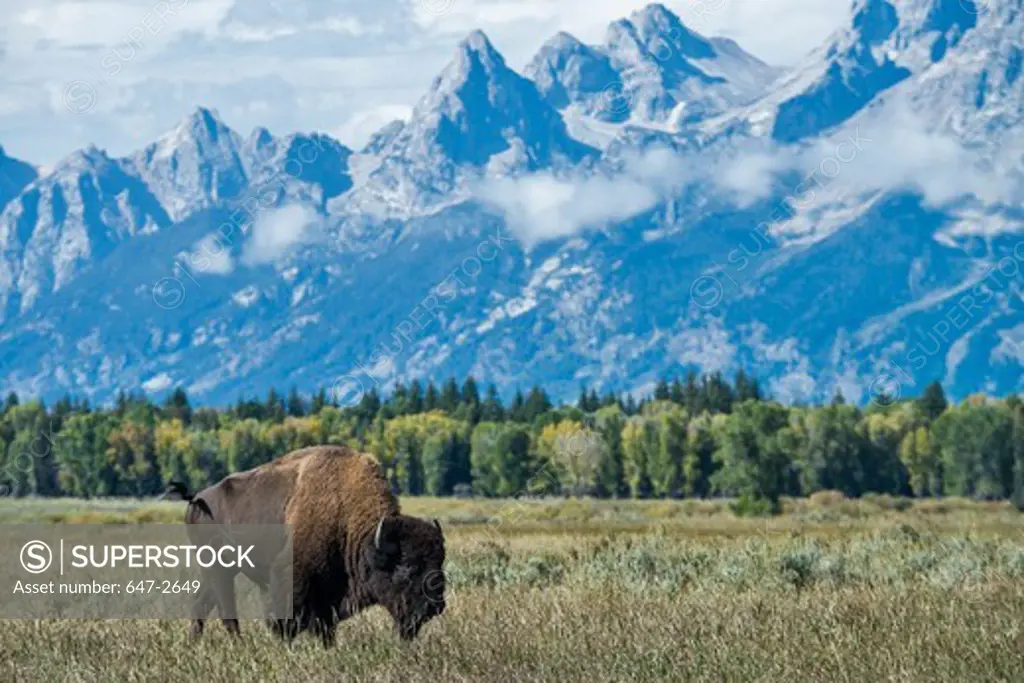 Bison with Grand Teton Mountains in background, Grand Teton National Park, Wyoming, USA