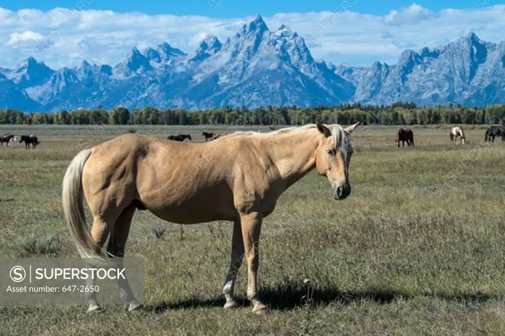 Palomino horse with Grand Teton Mountains in background, Grand Teton National Park, Wyoming, USA