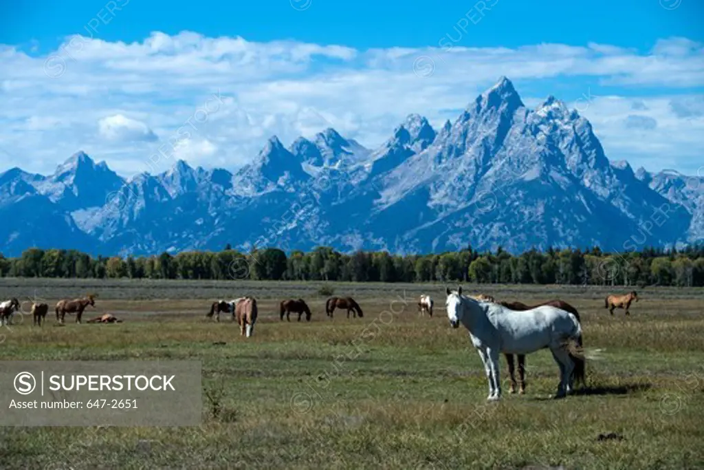 Horse herd grazing with Grand Teton Mountains in background, Grand Teton National Park, Wyoming, USA