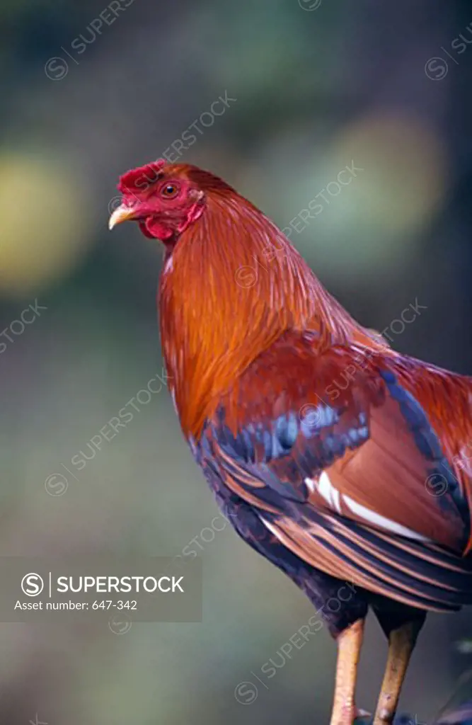 Close-up of a rooster