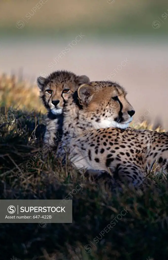 Cheetah (Acinonyx jubatus) lying with its cub