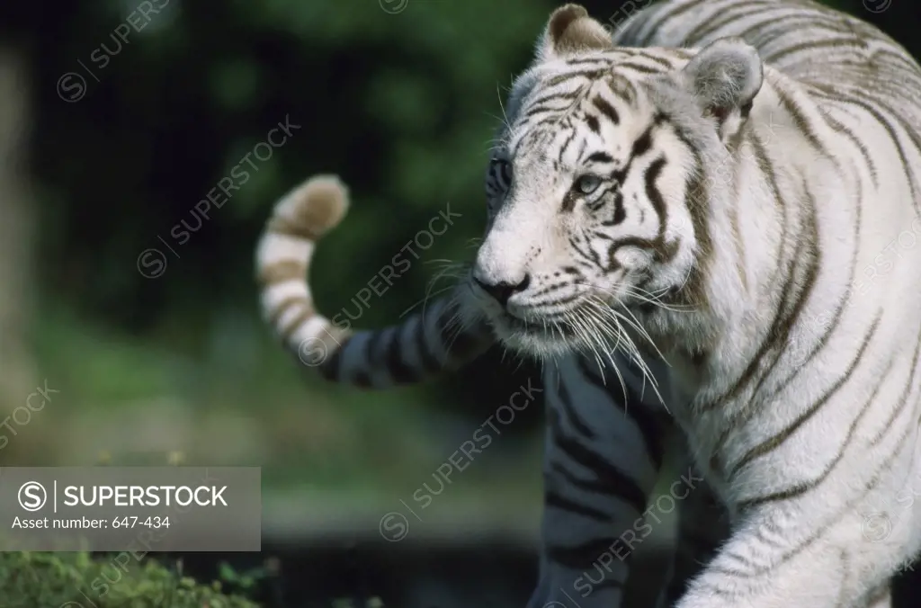 White Tiger    