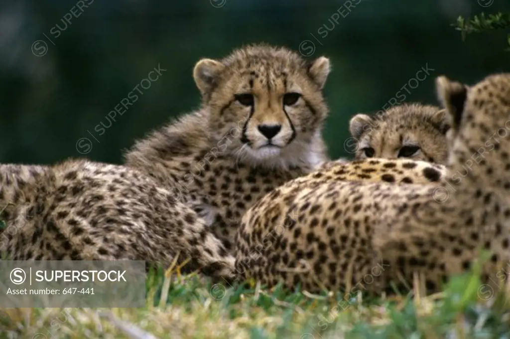 Close-up of three cheetahs lying in a forest (Acinonyx jubatus)