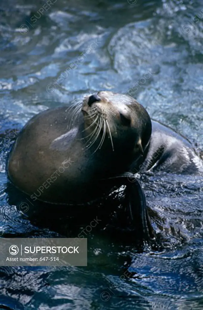 Hawaiian Monk seal (Monachus schauinslandi) in water