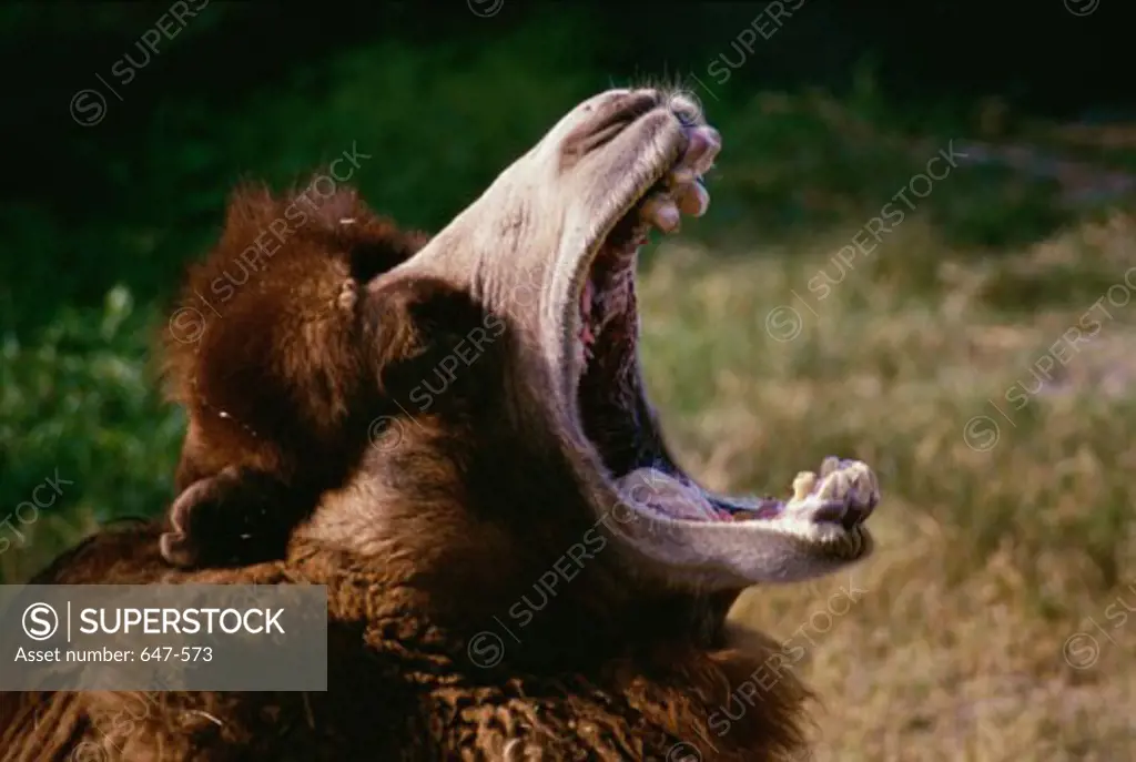 A Camel yawning