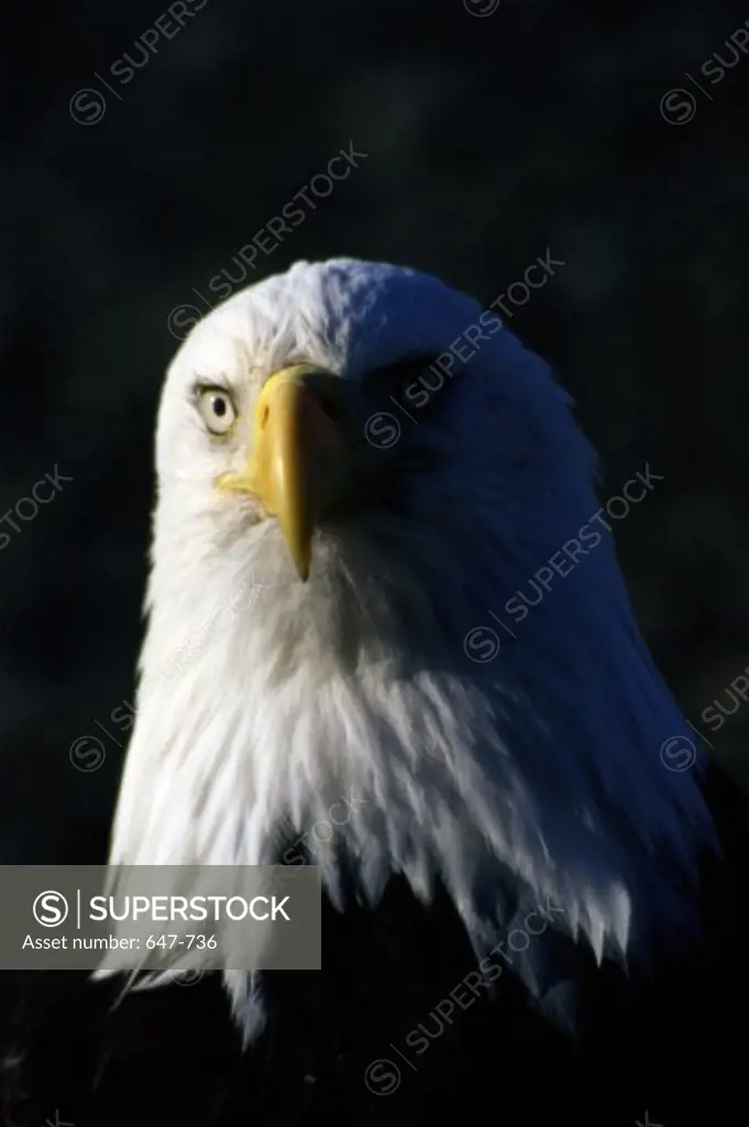 Bald Eagle    