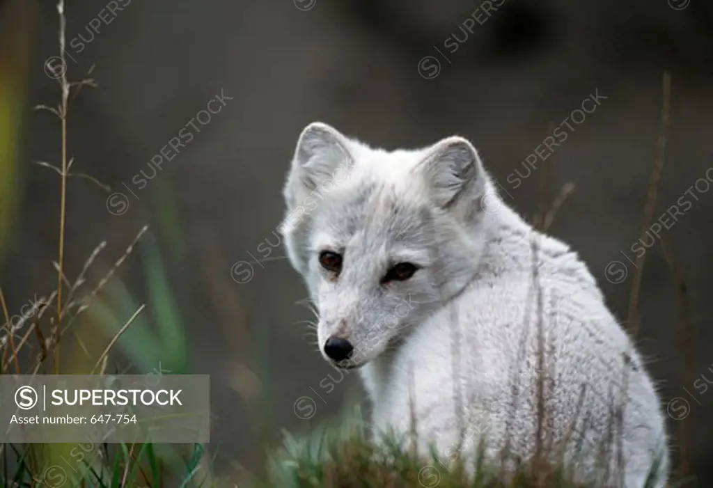 Close-up of an Arctic Fox (Alopex lagopus)