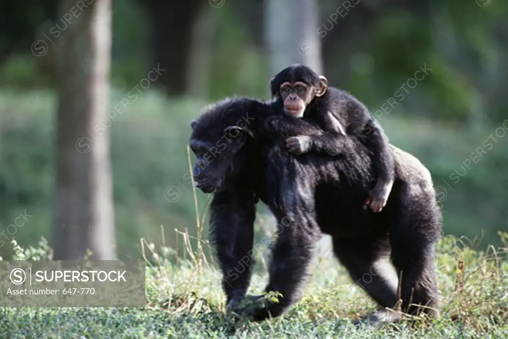 Female chimpanzee (Pan troglodytes) carrying its young one on back, Miami Zoo, Miami, Florida, USA