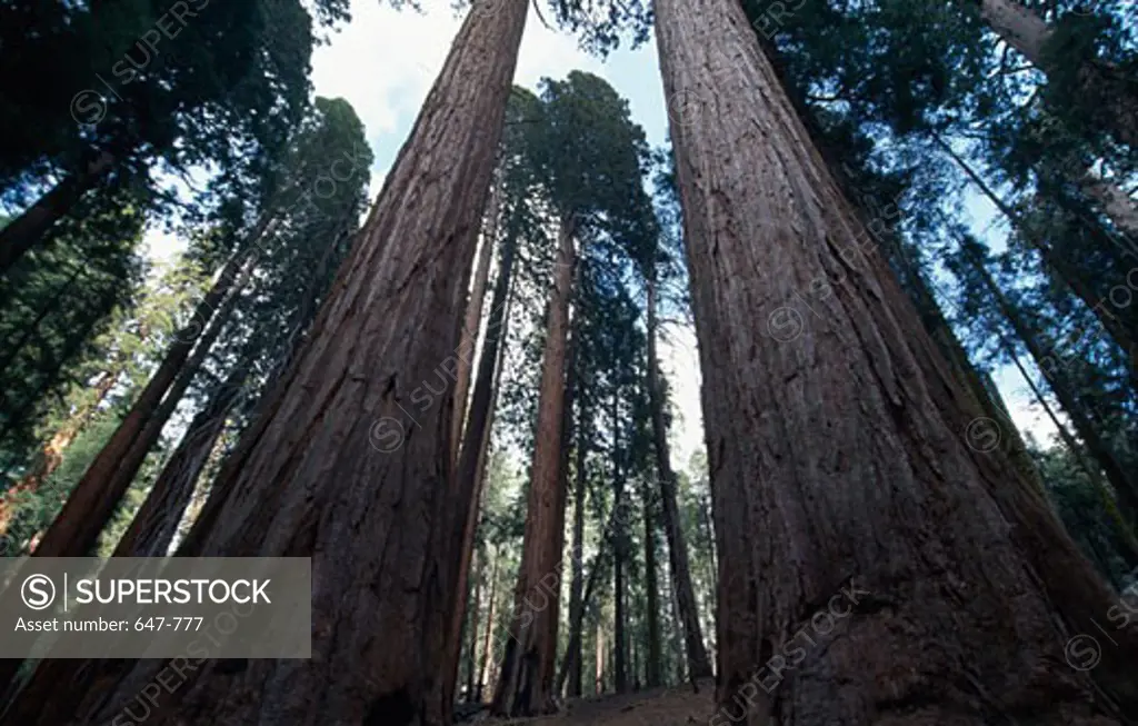 Giant Sequoias (Sequoiadendron giganteum) in a forest, Sequoia National Park, California, USA