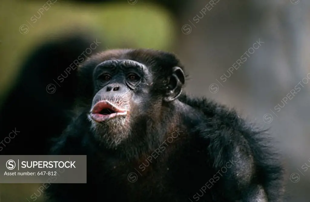 Portrait of Chimpanzee (Pan troglodytes)