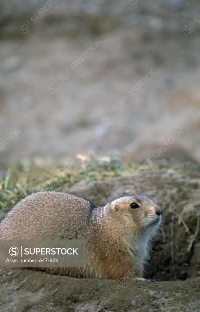 Black-Tailed Prairie dog (Cynomys ludovicianus) in den