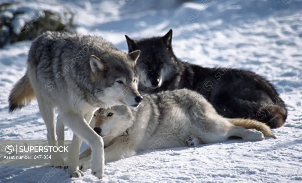 Gray wolves (Canis lupus) in snow