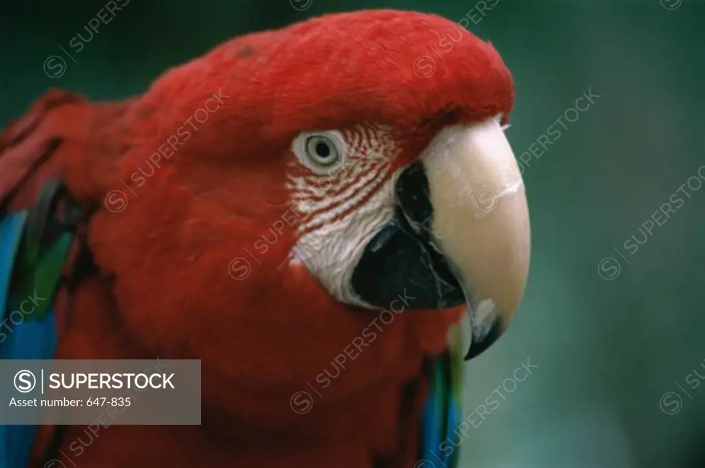 Scarlet Macaw    