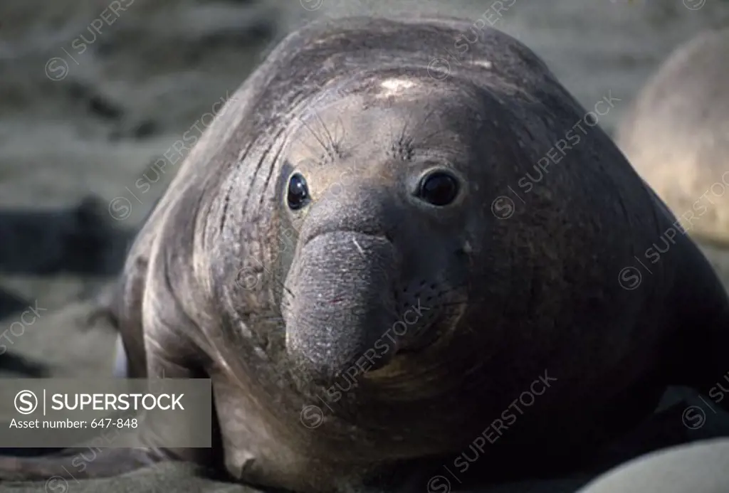 Close-up of an Elephant seal sunbathing
