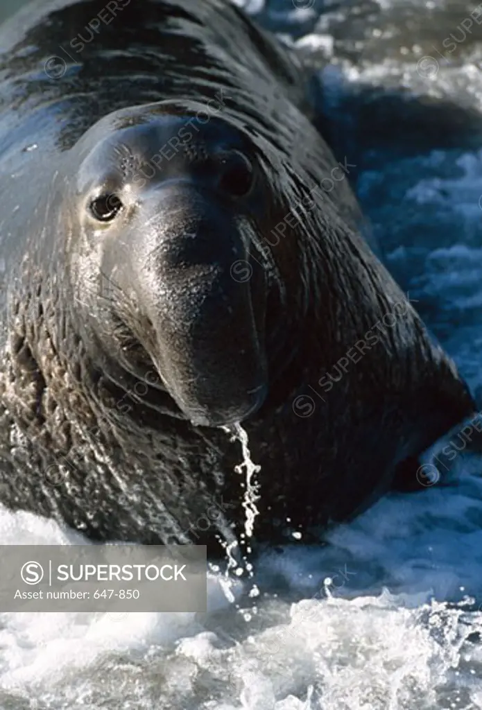 Close-up of an Elephant seal in water