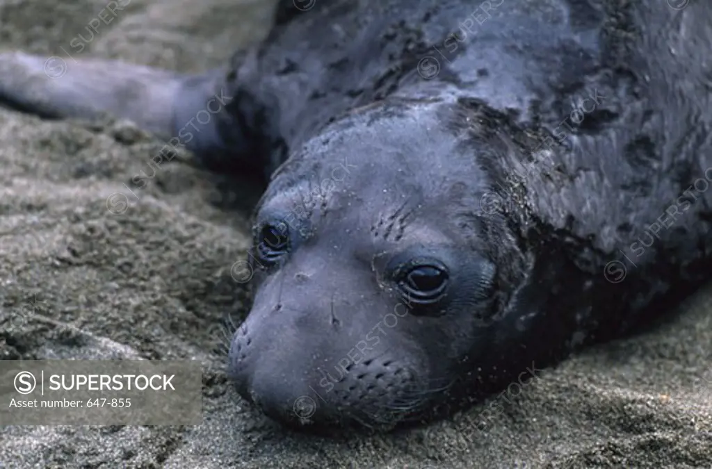Close-up of an Elephant seal lying in sand