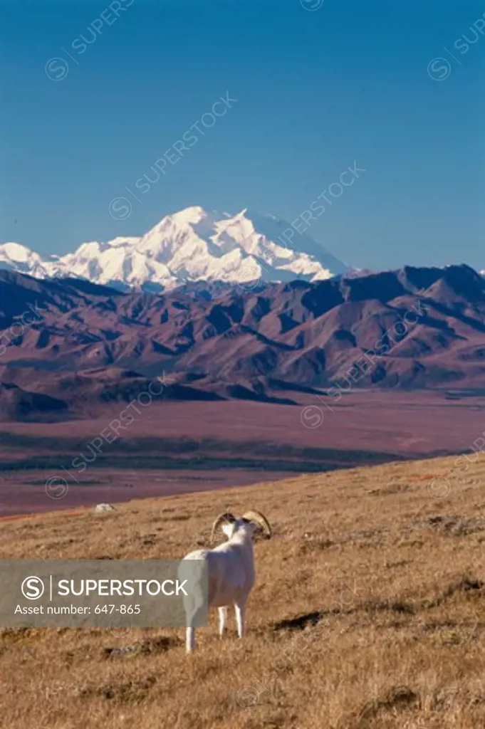 Dall's Sheep, Mount McKinley, Denali National Park, Alaska, USA (Ovis Dalli)