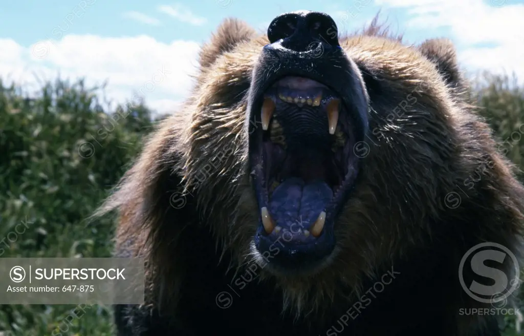 Angry Brown Bear (Ursus arctos)