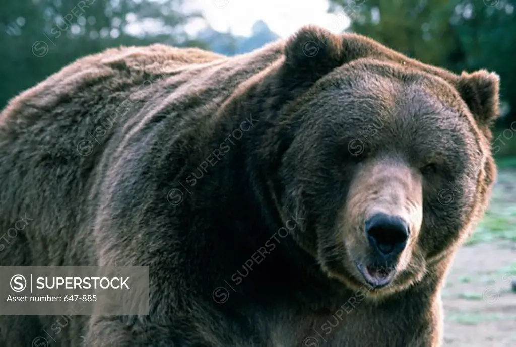 Brown Bear (Ursus arctos)